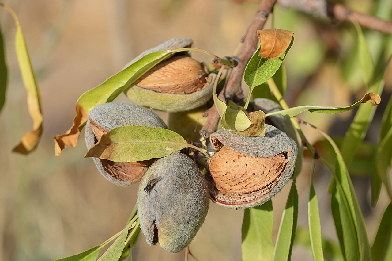 almonds 2667064_1280