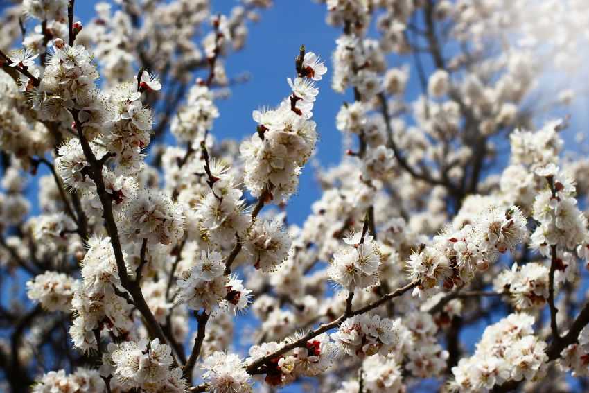 injertar_almendros